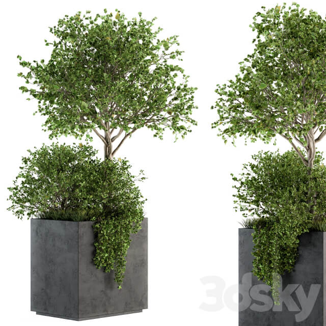 Outdoor Plants in Concrete Plant Box Set 93