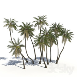 Coconut Palms animation 3D Models 