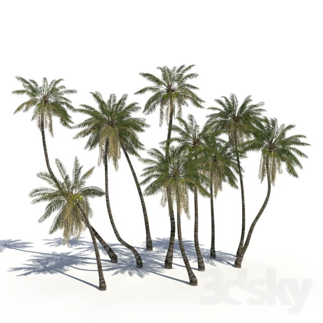 Coconut Palms animation 3D Models