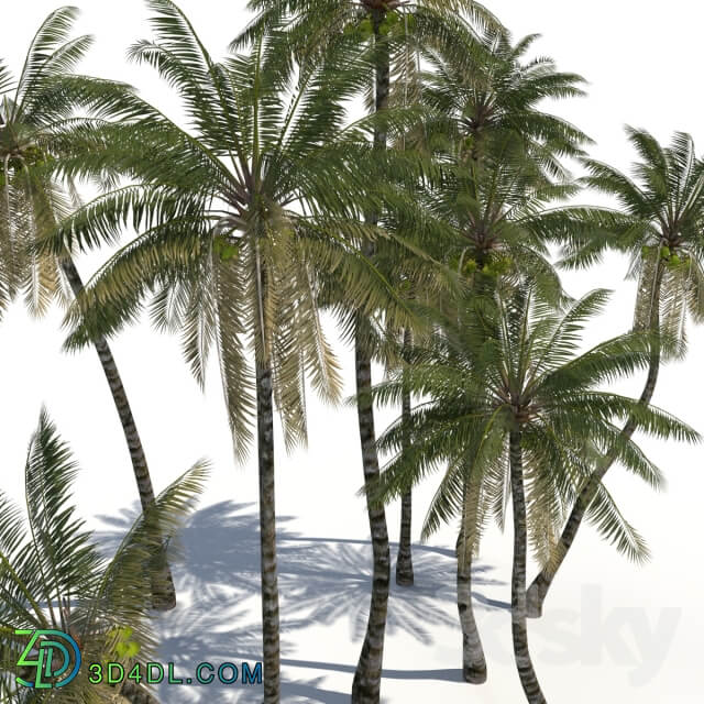 Coconut Palms animation 3D Models