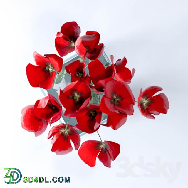 Poppies 3D Models