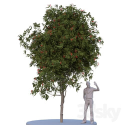 Rowan tree. Summer autumn 3D Models 