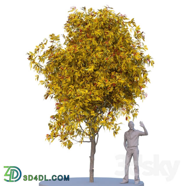 Rowan tree. Summer autumn 3D Models