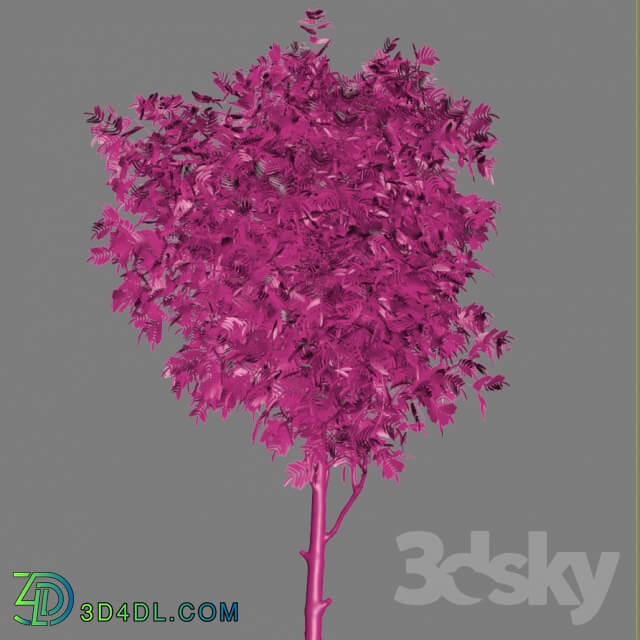 Rowan tree. Summer autumn 3D Models