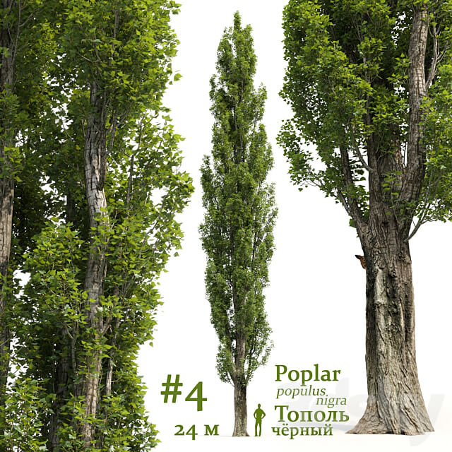 Poplar Populus 4