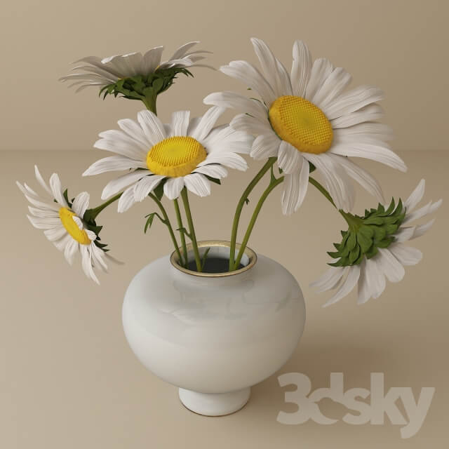 Plant Daisies in vase
