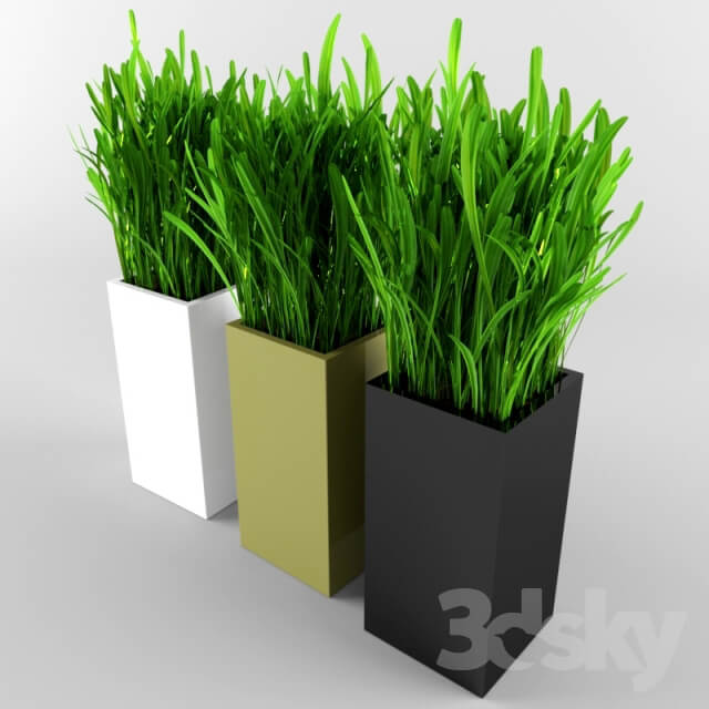 Plant Grass