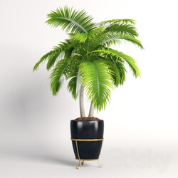 Plant Double palm trees in a pot 