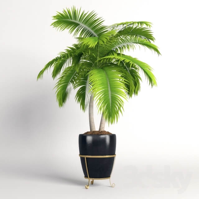 Plant Double palm trees in a pot