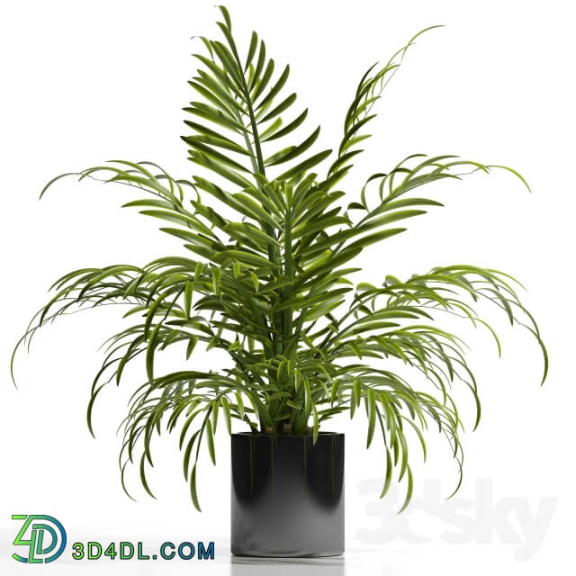 ARECA PALM PLANT 12 3D Models
