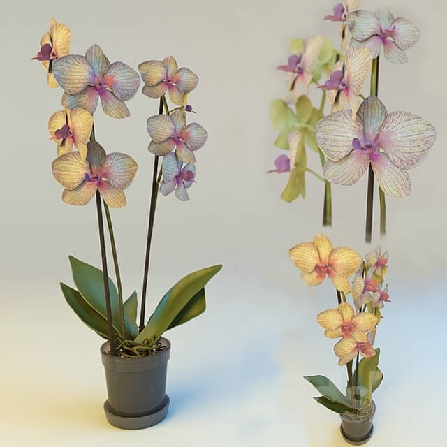 Plant Orchid