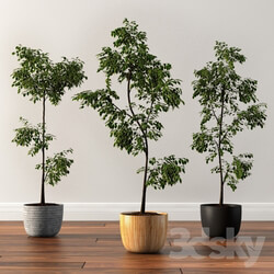 Ficus Silk Tree 3D Models 