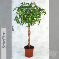 Plant Schefflera Scope 