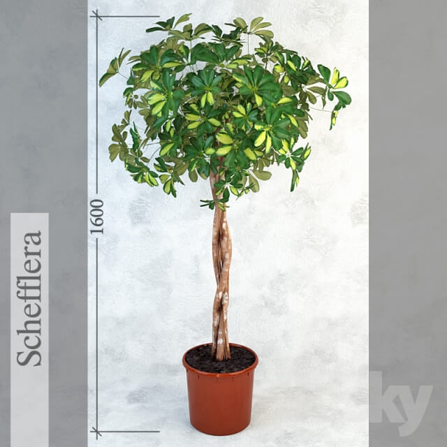 Plant Schefflera Scope