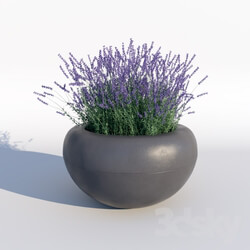Plant Lavender 