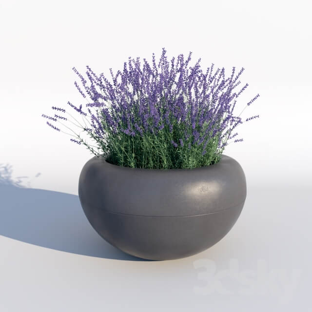 Plant Lavender