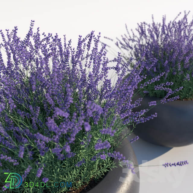 Plant Lavender