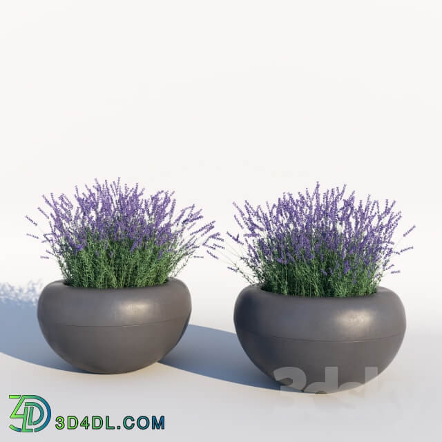 Plant Lavender