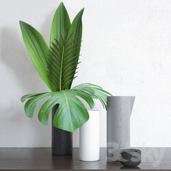 Home Tropical Plants 3D Models 