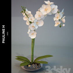 Plant Composition Pauline H Orchid Blanc 