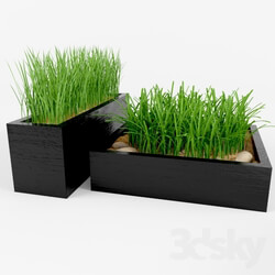 Plant Grass 