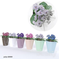 Plant colored violets 