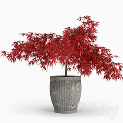 Plant Japanese Maple Lat. Ácer japónicum  