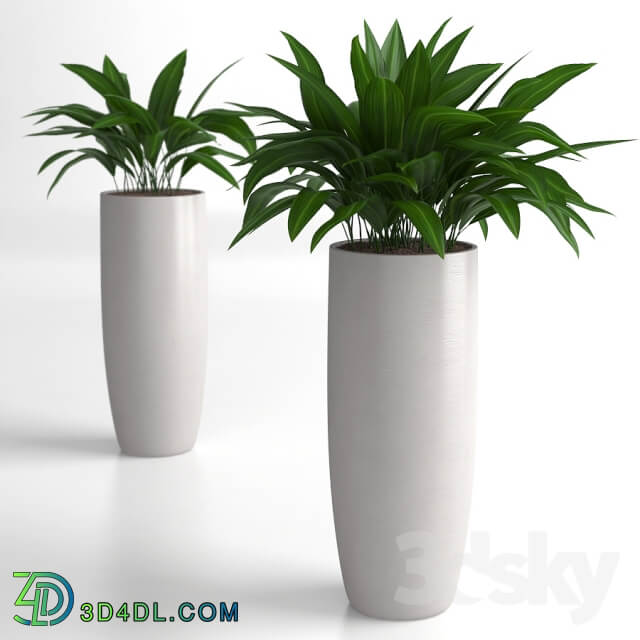Plant Aspidistra plants