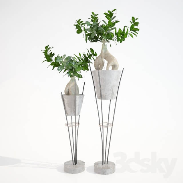 Plant Ficus ginseng Ginseng Ficus Ginseng