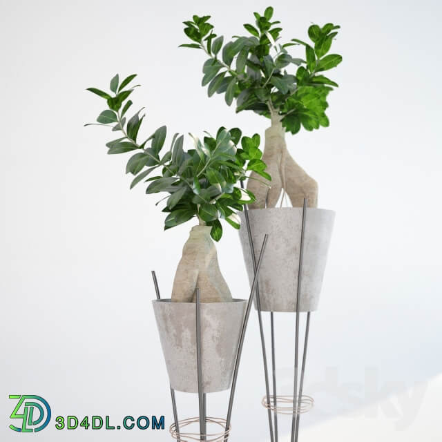 Plant Ficus ginseng Ginseng Ficus Ginseng