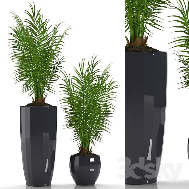 PARLOR PALM 2 3D Models