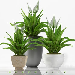 Plant PEACE LILY 2 