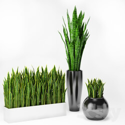 Sansevieria 2 3D Models 