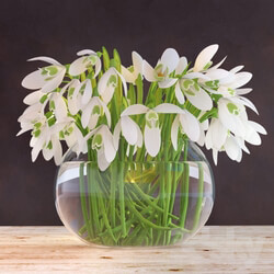 Plant Snowdrops in a vase 