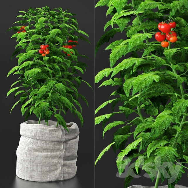 Tomato plant Indoor 3D Models