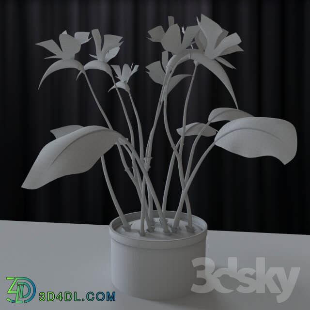 Plant Strelitzia reginae