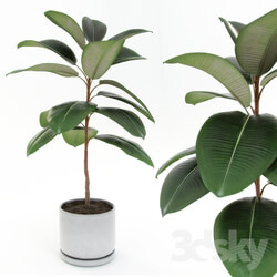 Plant Ficus elastica decora small  