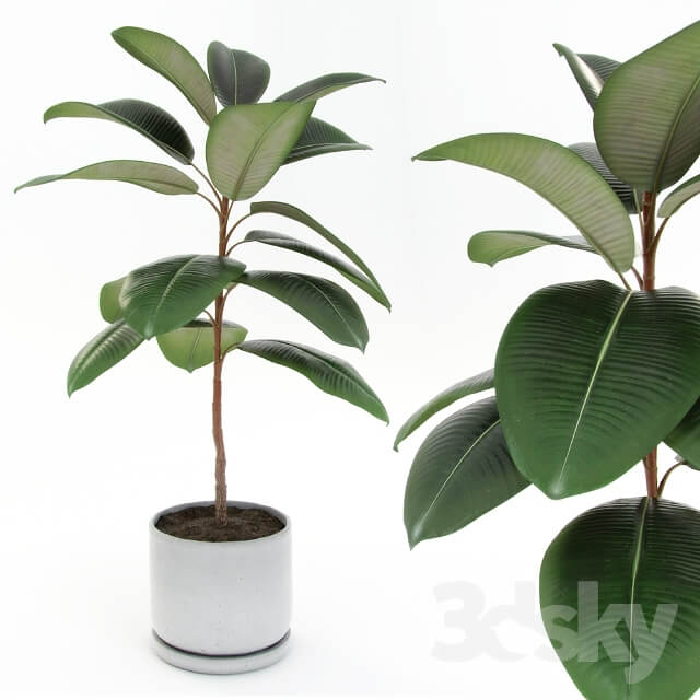 Plant Ficus elastica decora small 