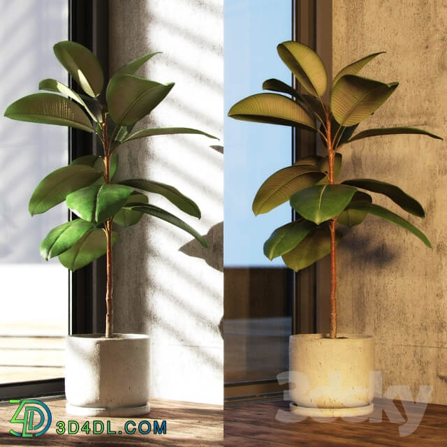 Plant Ficus elastica decora small 