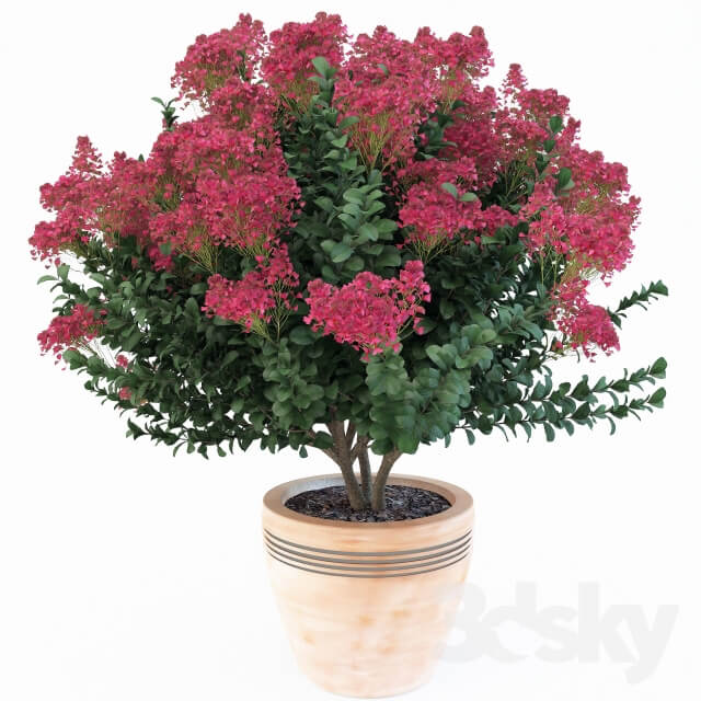 Lagerstroemia indica Indoor 3D Models