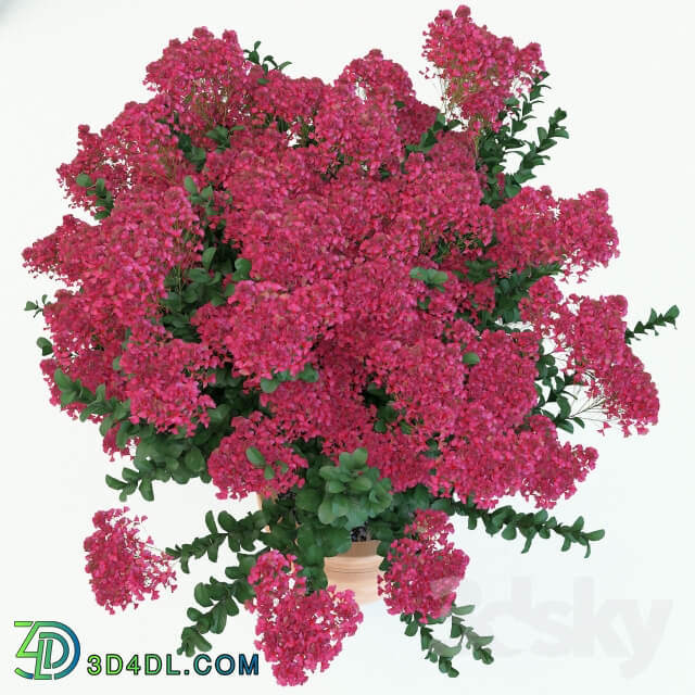 Lagerstroemia indica Indoor 3D Models