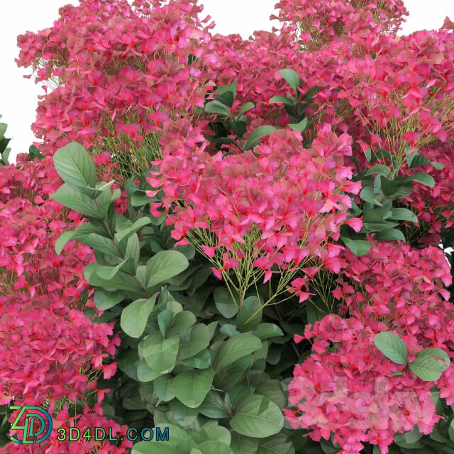 Lagerstroemia indica Indoor 3D Models