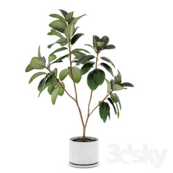 Plant Ficus elastica decora large  