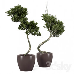 Olive Tree 2 Indoor 3D Models 