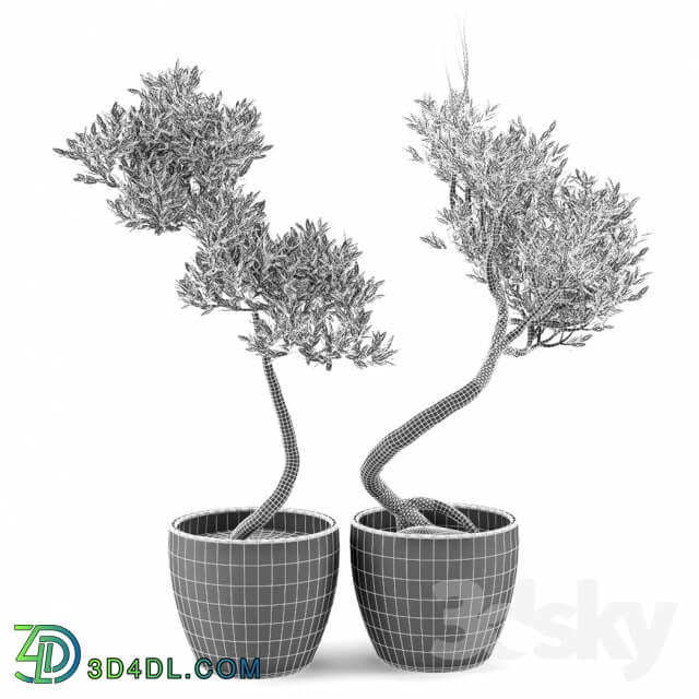 Olive Tree 2 Indoor 3D Models