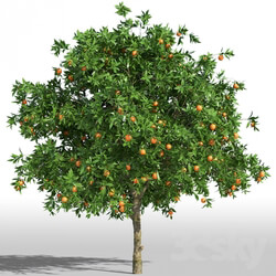 Plant Orange Tree Orange tree 