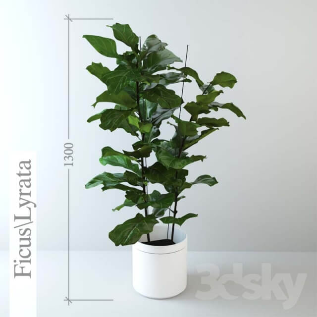 Plant Ficus lyrate