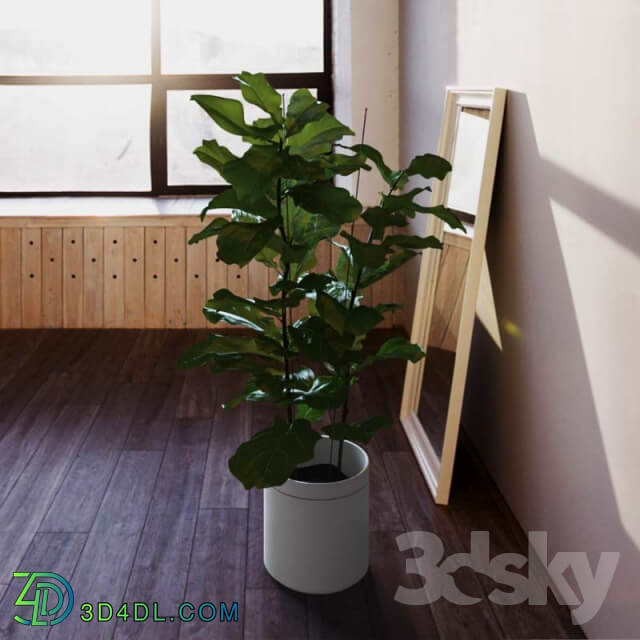 Plant Ficus lyrate