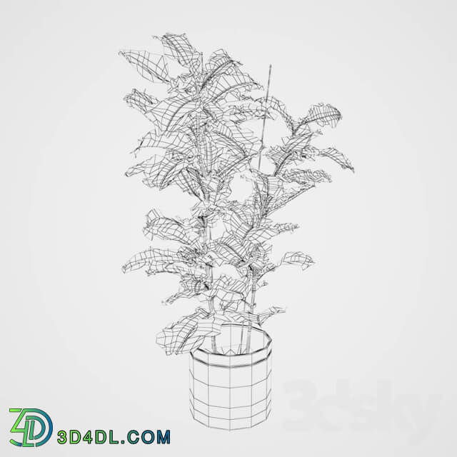 Plant Ficus lyrate