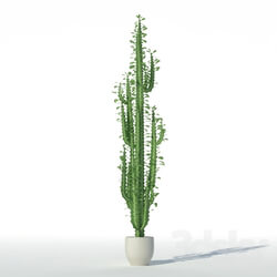 Plant Euphorbia triangular 